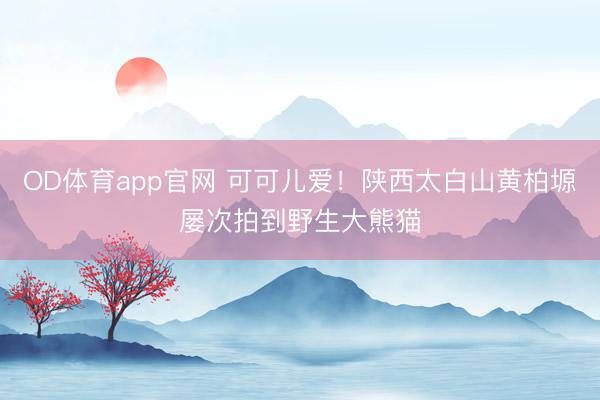 OD体育app官网 可可儿爱!陕西太白山黄柏塬屡次拍到野生大熊猫