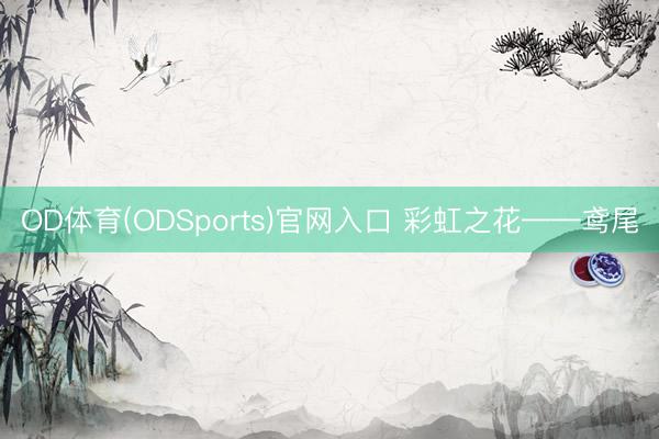 OD体育(ODSports)官网入口 彩虹之花——鸢尾
