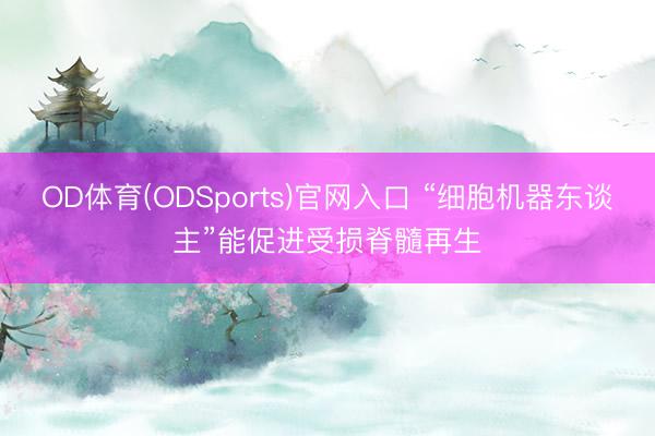 OD体育(ODSports)官网入口 “细胞机器东谈主”能促进受损脊髓再生